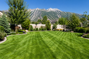 Yard with mountains 2