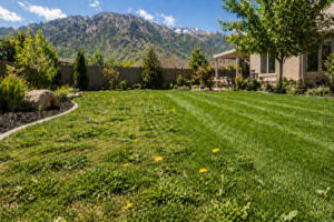 weeds in yard